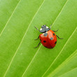 Leinwandbild Motiv ladybug on leaf