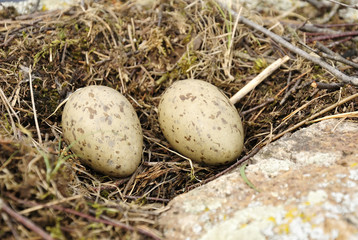 Sea gull nest