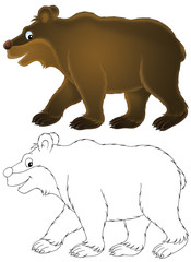 brown bear