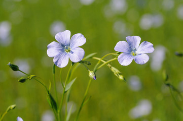 Deux fleurs de lin