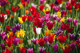 Fototapeta Tulipany - Multicolor tulips background