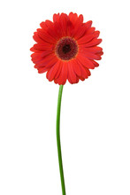 Single Red Gerbera Isolated On White Background.