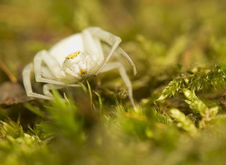 Canvas Print - Misumena vatia