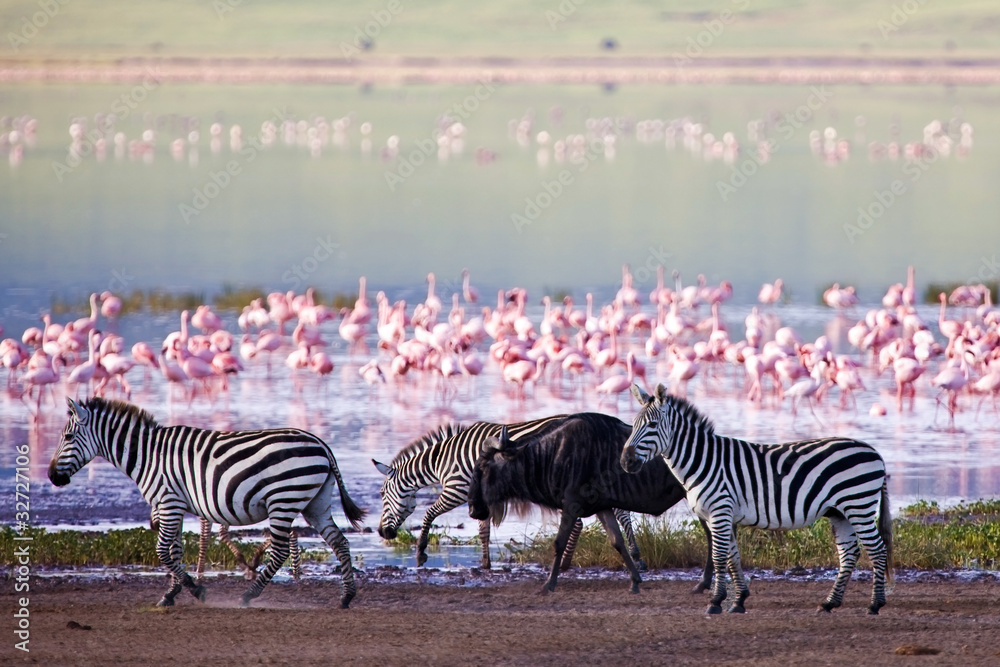 Zebras and a wildebeest in the Ngorongoro Crater, Tanzania - obrazy, fototapety, plakaty 