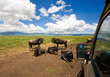 Wildebeests in Ngorongoro Crater, Tanzania