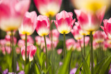 Fototapeta Tulipany - Beautiful spring tulip