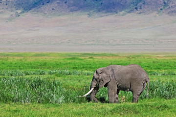 Wall Mural - Huge African elephant bull in the Ngorongoro Crater, Tanzania