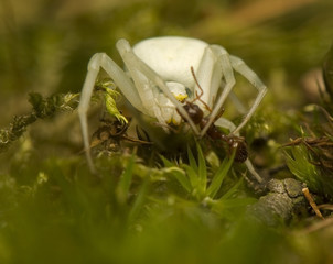 Wall Mural - Misumena vatia