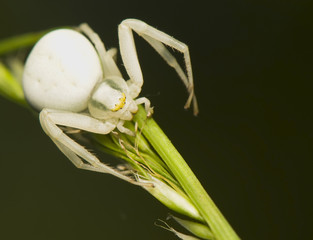 Wall Mural - Misumena vatia