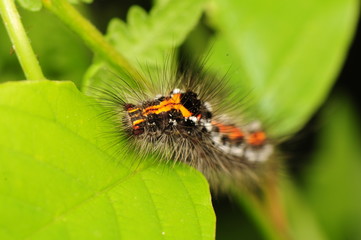 Poster - Euproctis similis