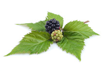 Blackberry Branch Isolated