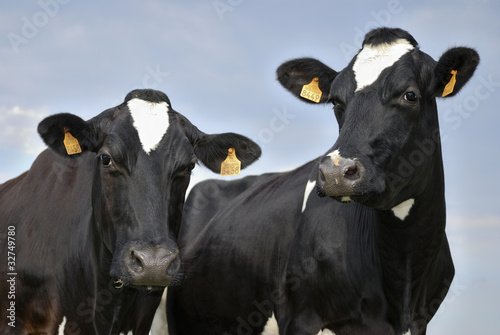 Plakaty krowa  dwie-czarno-biale-krowy-holsztynskie-skierowane-w-strone-kamery