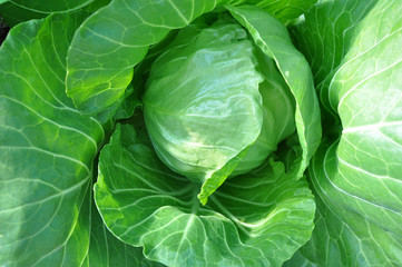 head of cabbage