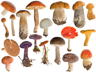 Wall Mural - nineteen mushrooms collection isolated on white