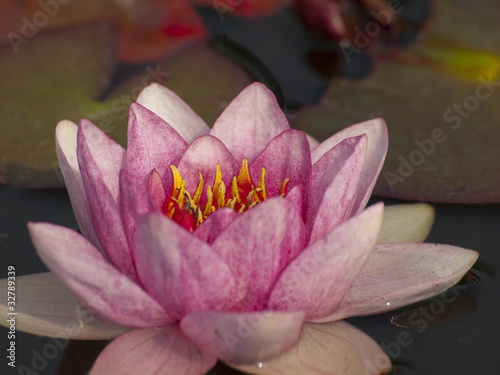 Dekoracja na wymiar  lilia-wodna