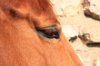 gros plan sur un oeil de cheval alesan