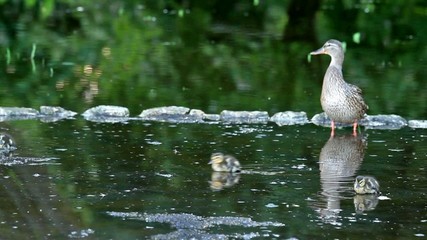 Wall Mural - Wild duck family