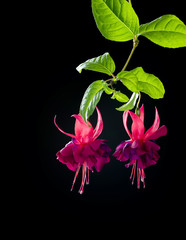 Wall Mural - Fuchsia flowers over black