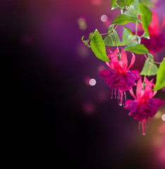 Wall Mural - Fuchsia flowers over black