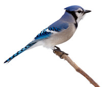 Bluejay Scans Its Surroundings