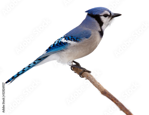Fotografía bluejay scans its surroundings