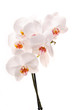 White orchid (Phalaenopsis) flowers, isolated, white background