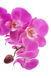 Fototapeta Storczyk - Pink orchid (Phalaenopsis) flowers, isolated, white background