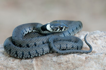 Young Grass Snake