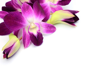 Poster - Dendrobium Phalaenopsis