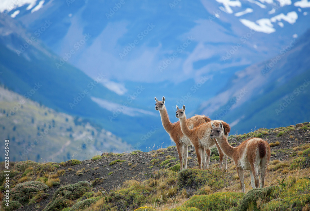 Three guanacoes in Torres del Paine national park - obrazy, fototapety, plakaty 