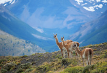 Three Guanacoes In Torres Del Paine National Park