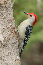 Male Red Bellied Woodpecker (Melanerpes Carolinus) -  Ontario