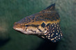 Closeup of snakehead fish (Channa Lucius)