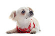 chiot chihuahua et collier
