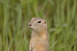 richardson ground squirrel