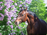 Fototapeta Konie - portrait of nice horse near flower