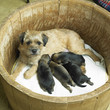 female dog with puppies (Border Terrier)