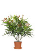 Oleander Zimmerpflanze