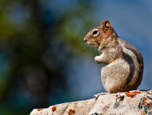 Golden Mantled Ground Squirrel Sitting On A Rock