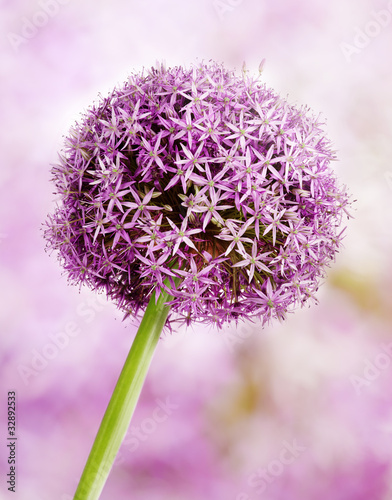 Nowoczesny obraz na płótnie Allium, Purple garlic flowers