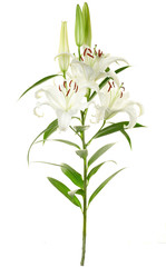 Wall Mural - lily isolated on white, clipping path included