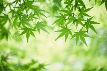 green maple leaves