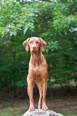 Wall Mural - Vizsla Dog Standing on a Rock