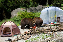 Bears In Camp
