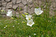 Glockenblumen - Campanula persicifolia