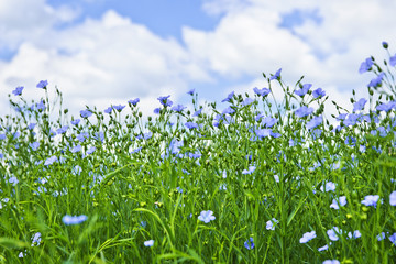 Wall Mural - Blooming flax field