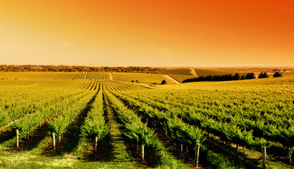 Wall Mural - Vineyard Sunrise