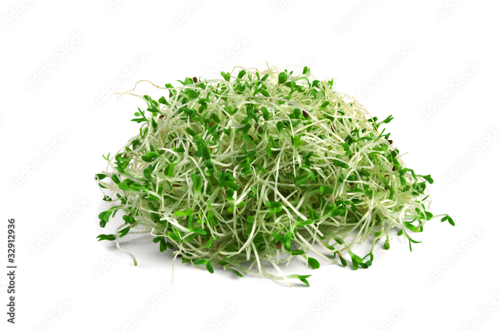alfalfa sprouts - obrazy, fototapety, plakaty 