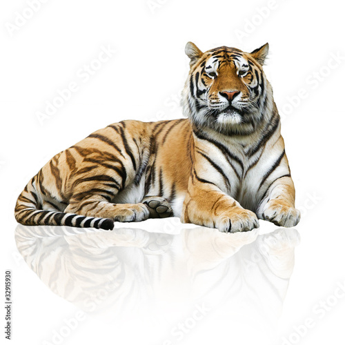 Dekoracja na wymiar  tygrys