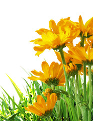 Wall Mural - beautiful flowers